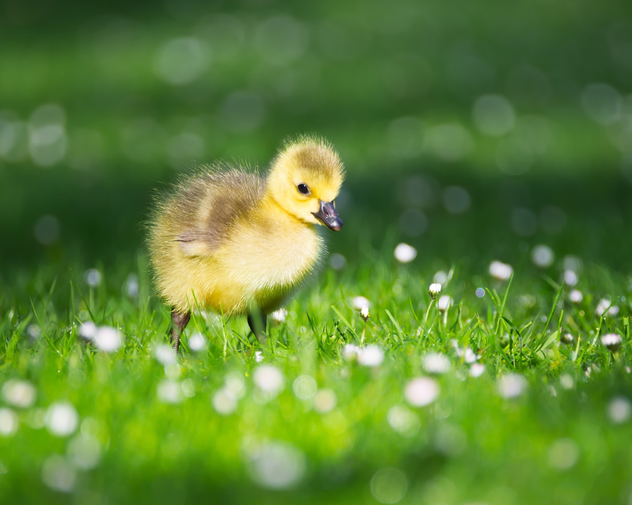 Маленький желтый утенок на зеленой траве