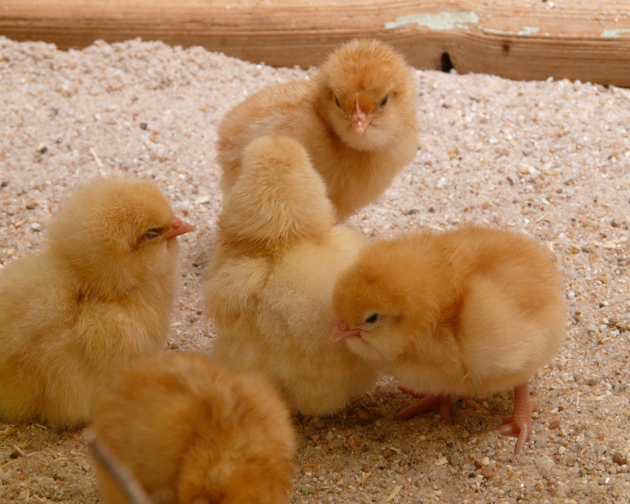 Маленькие желтые цыплята курицы