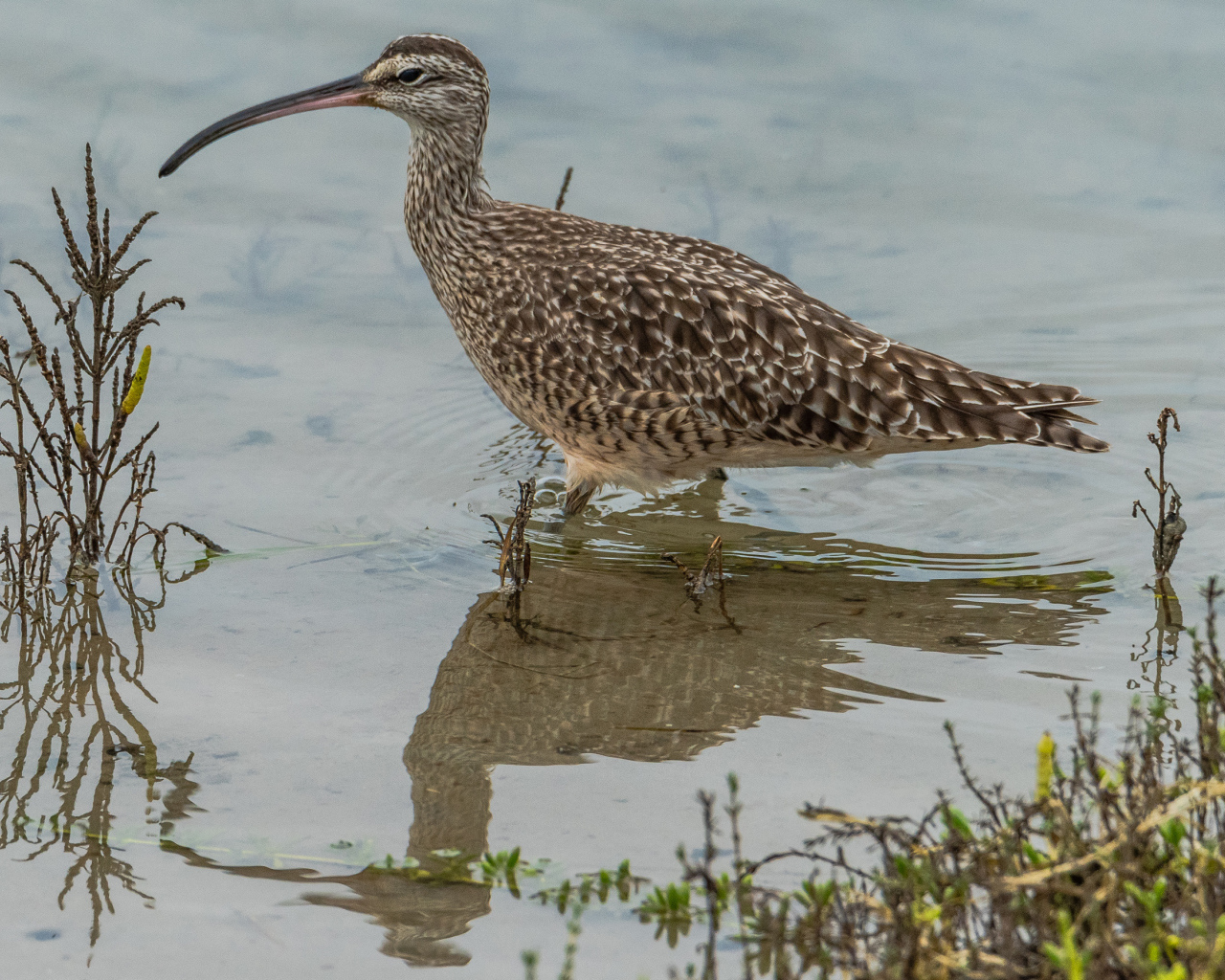 Длинноклювый кроншнеп в воде ловит рыбу