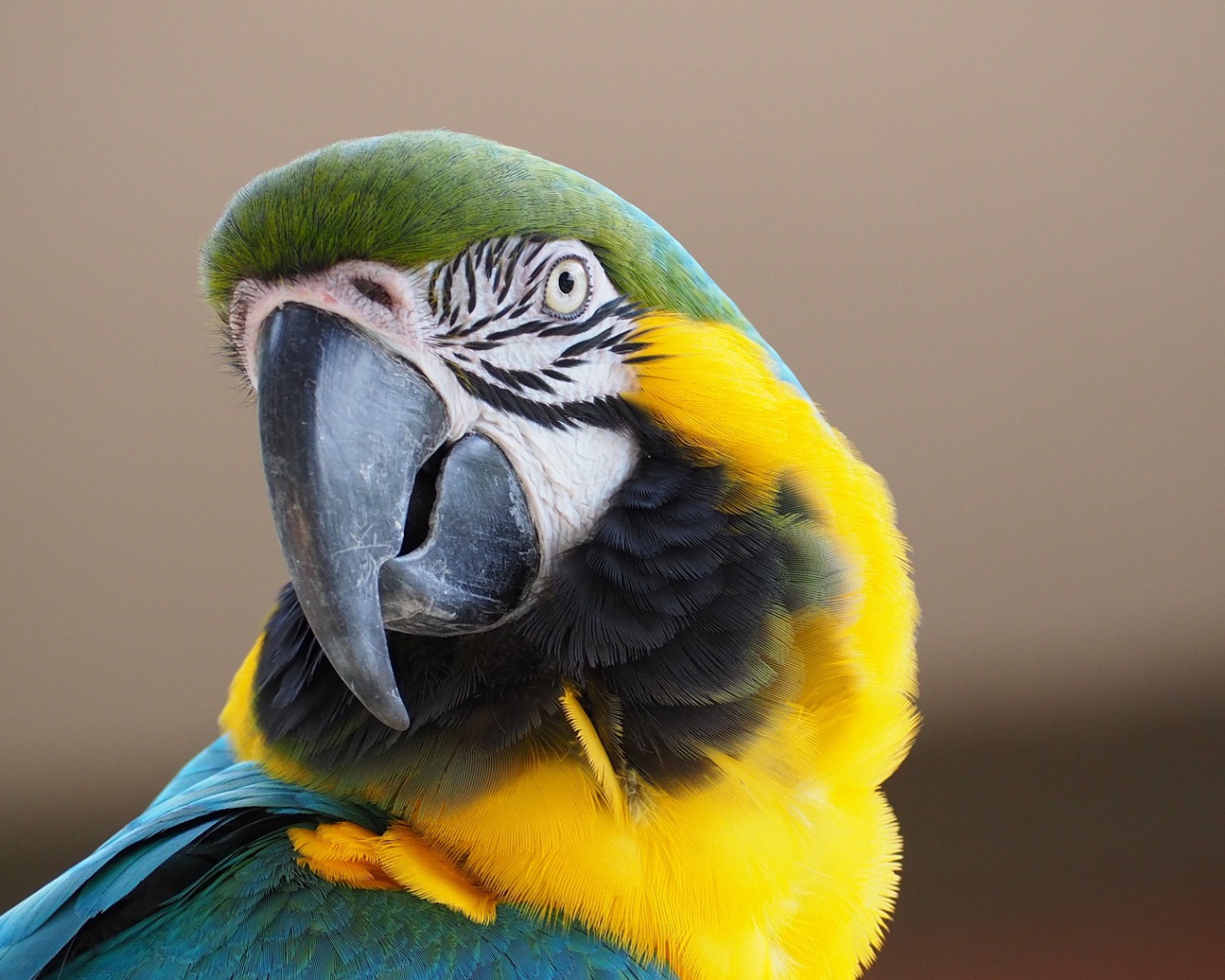 Голова попугая ара с острым клювом