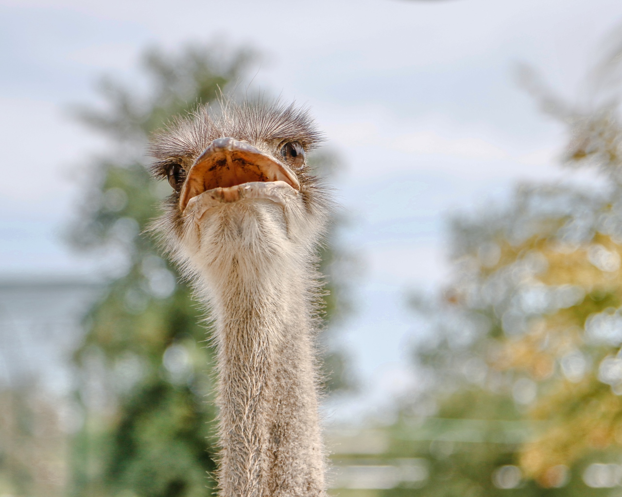 Голова страуса с открытым клювом 