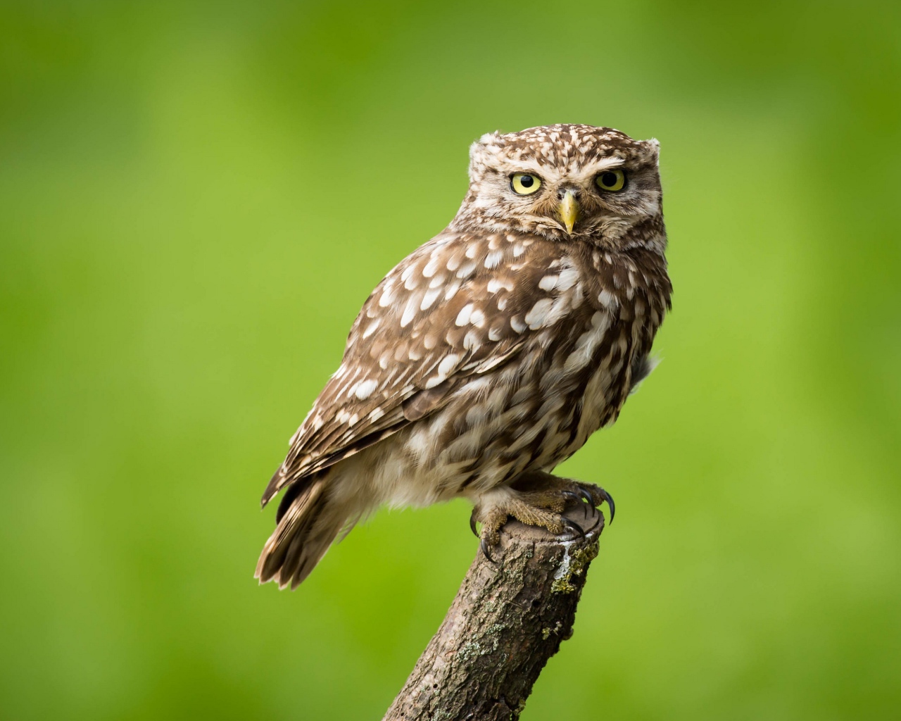 Сова сидит на ветке на зеленом фоне