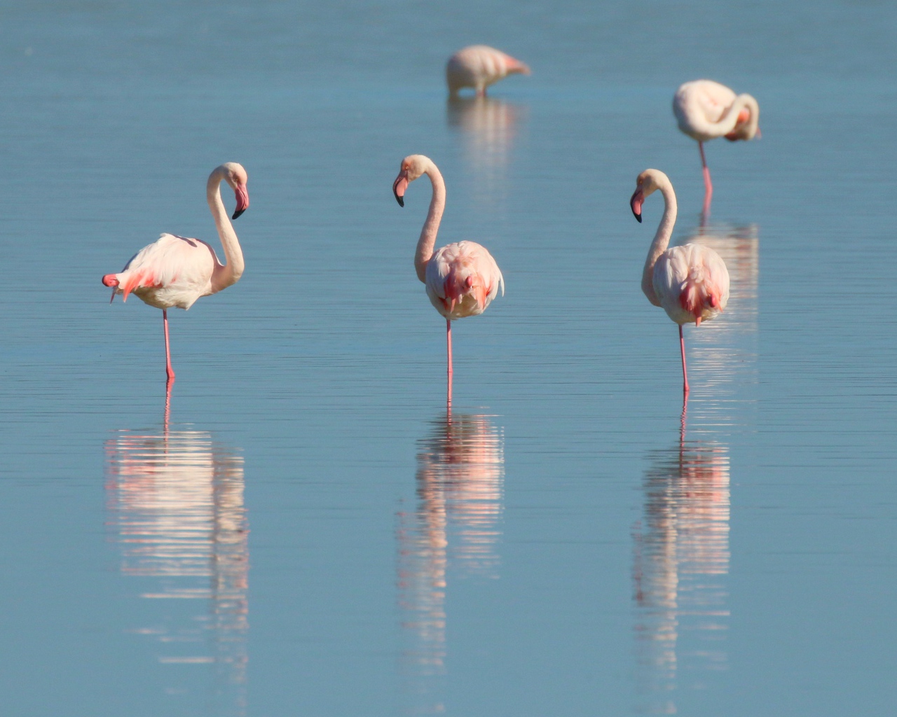 Розовые птицы фламинго стоят в воде 