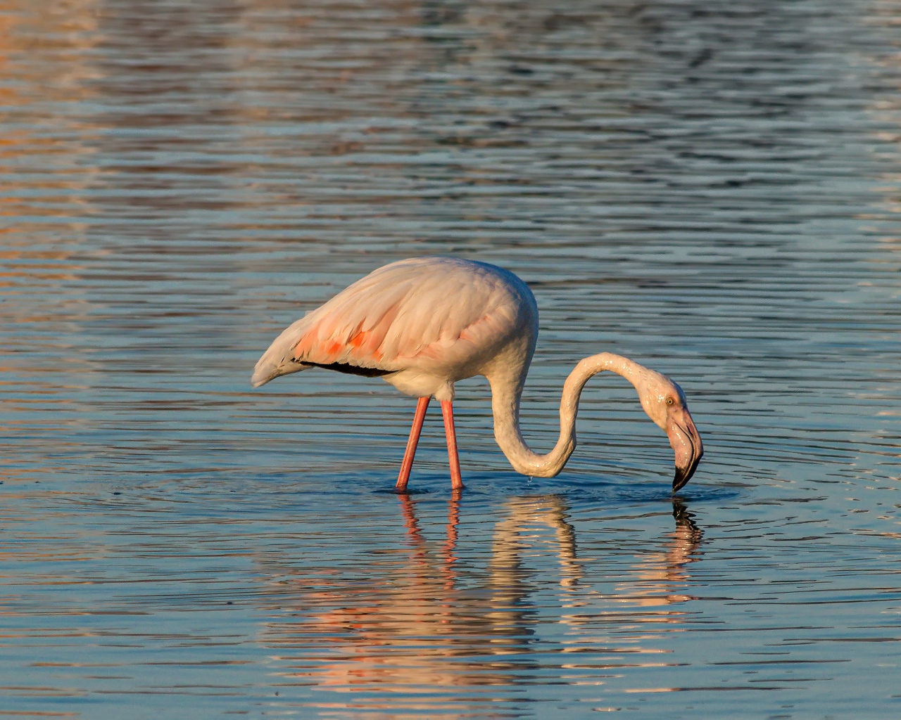 Розовый фламинго с длинным клювом в воде 