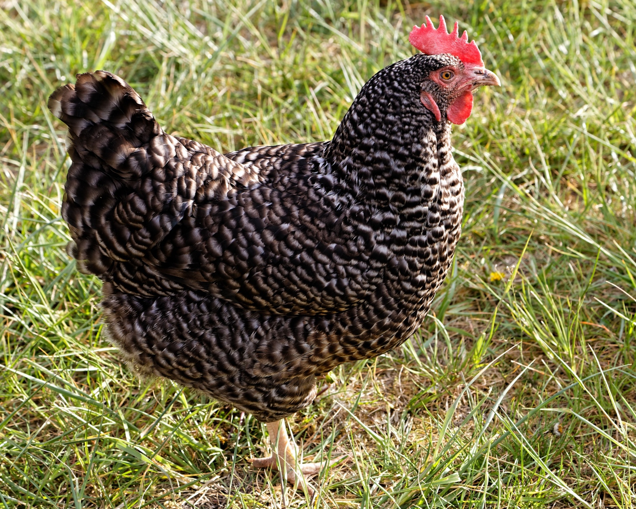Рябая домашняя курица на зеленой траве