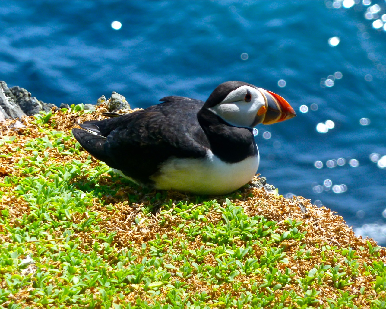 Птица тупик сидит у воды на траве