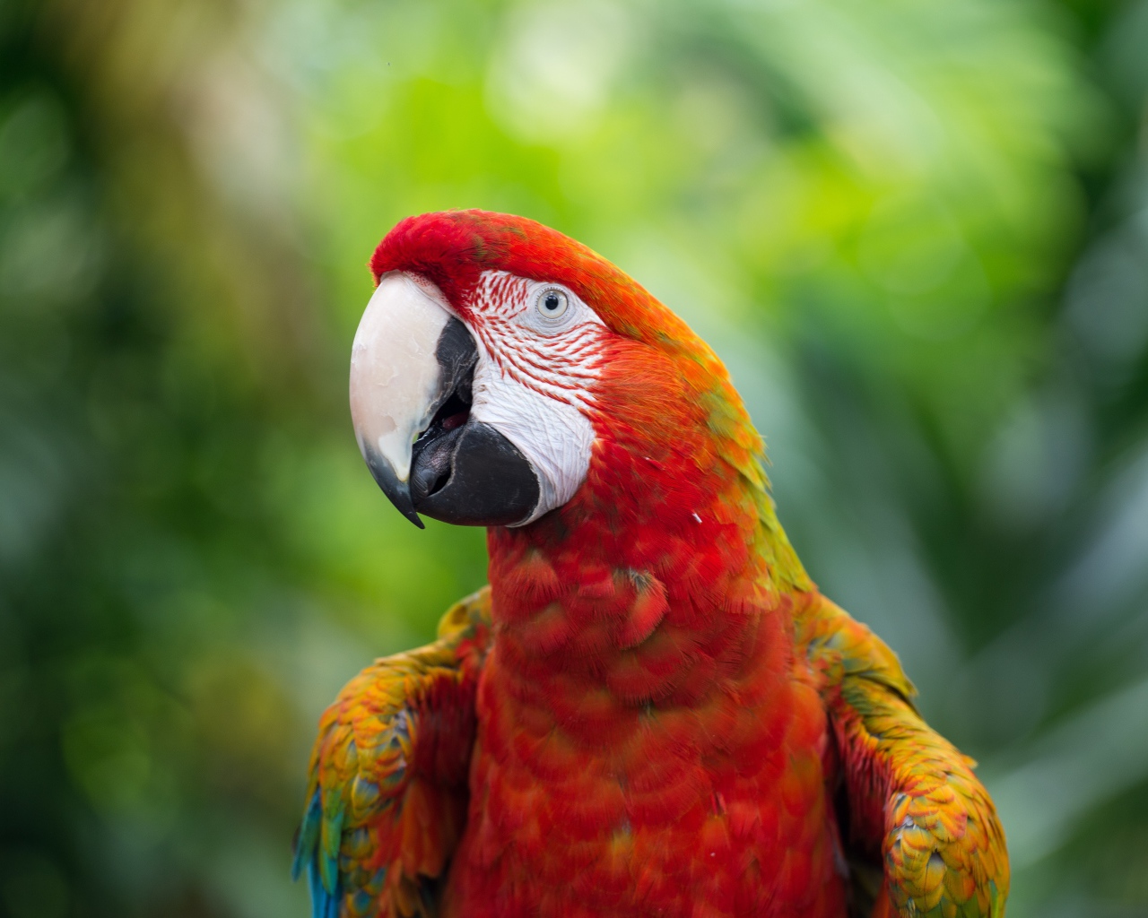 Красный большой попугай ара крупным планом