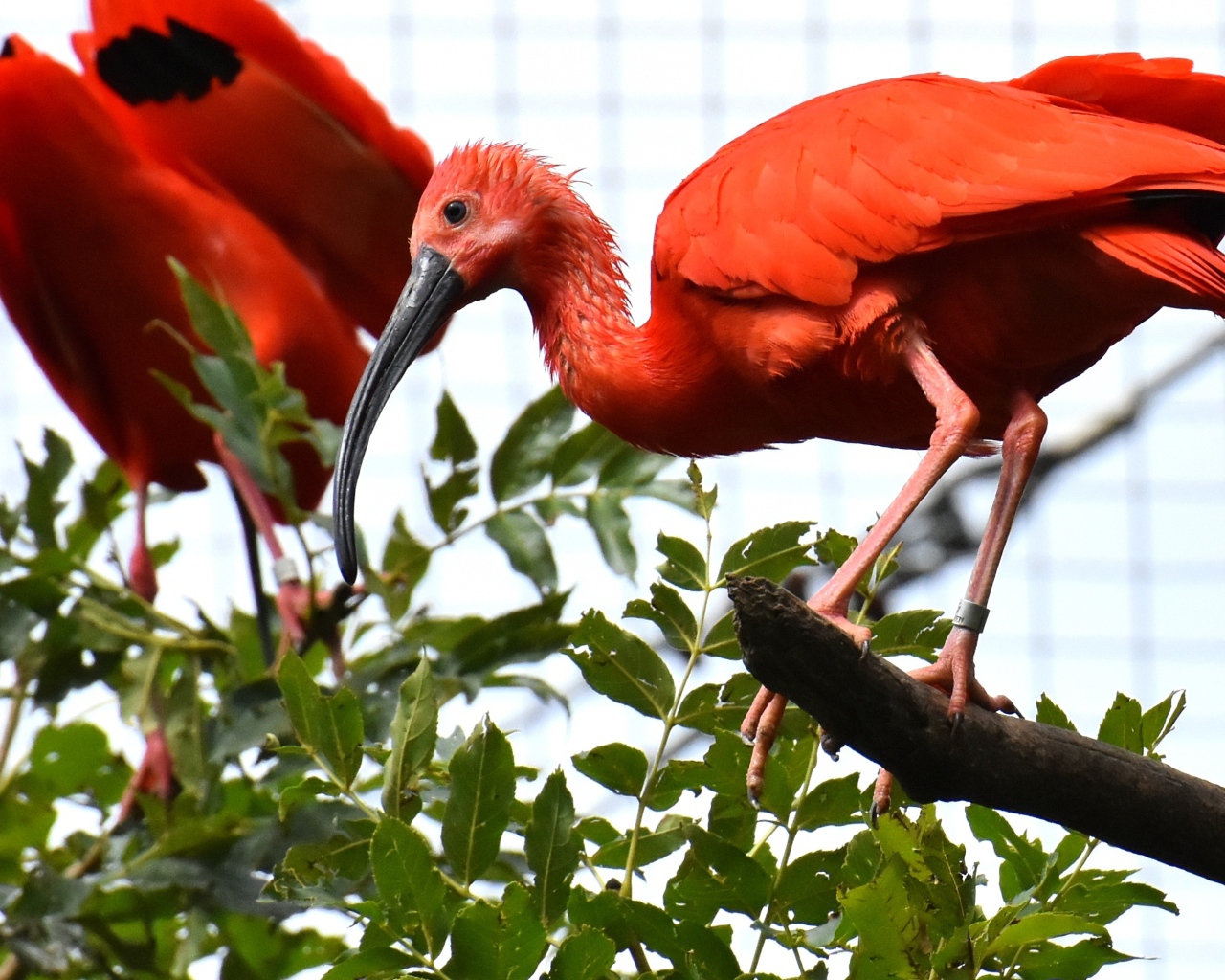 Красная птица ибис  сидит на ветке дерева 