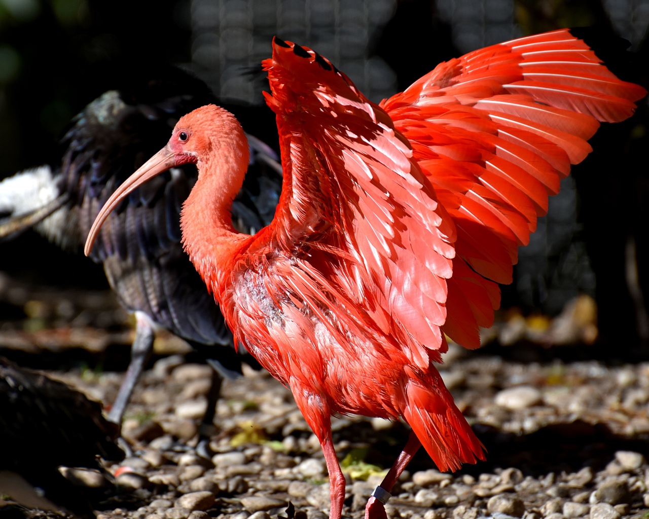 Красный ибис расправил крылья