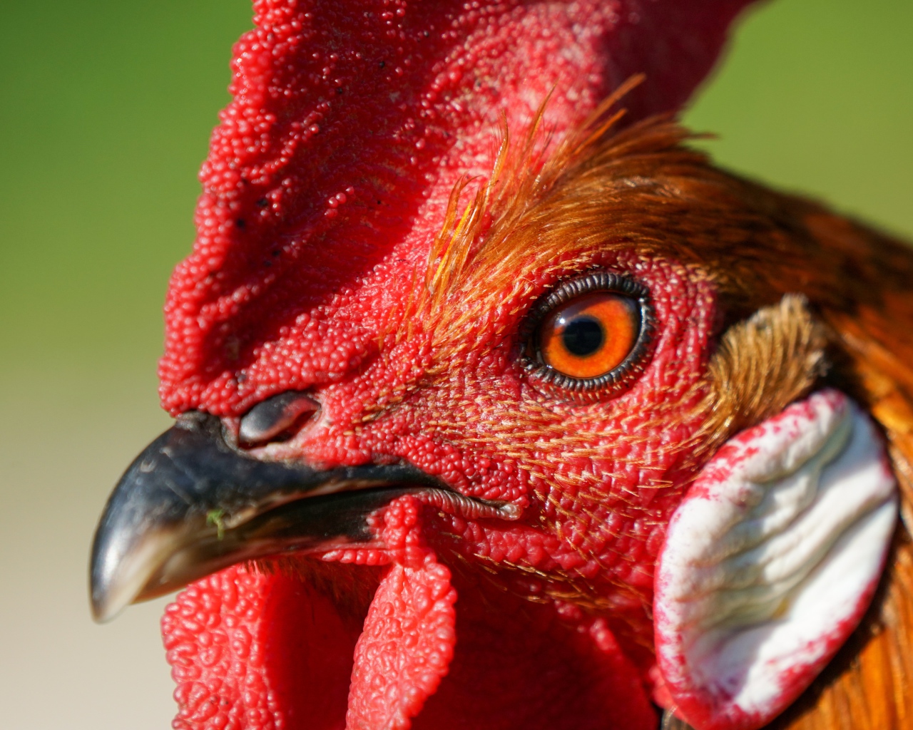 Голова петуха с красным гребнем крупным планом 