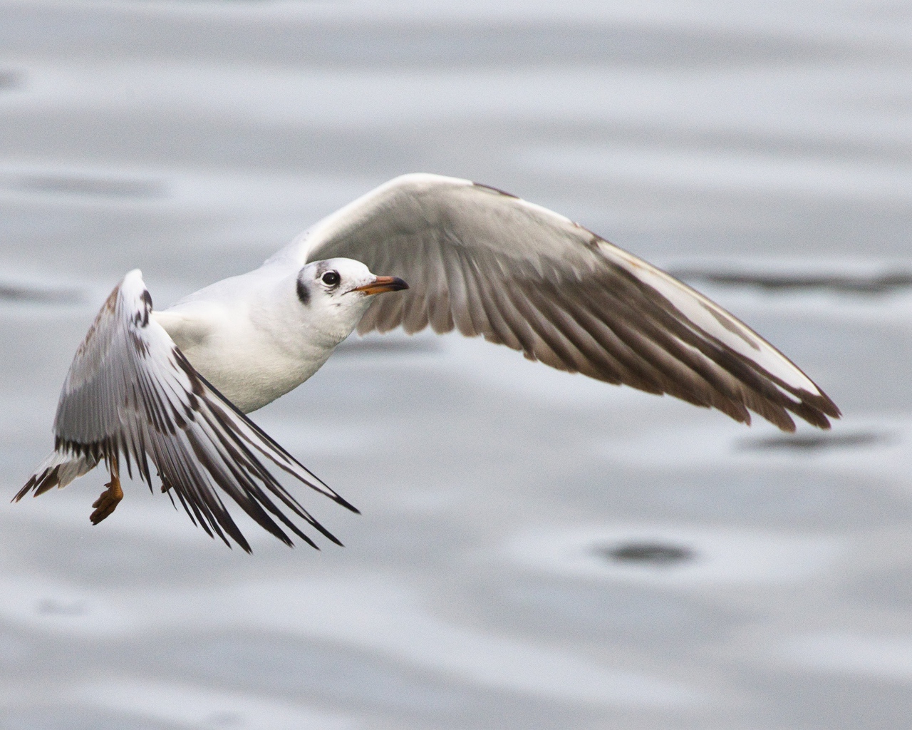Чайка пролетает над водой