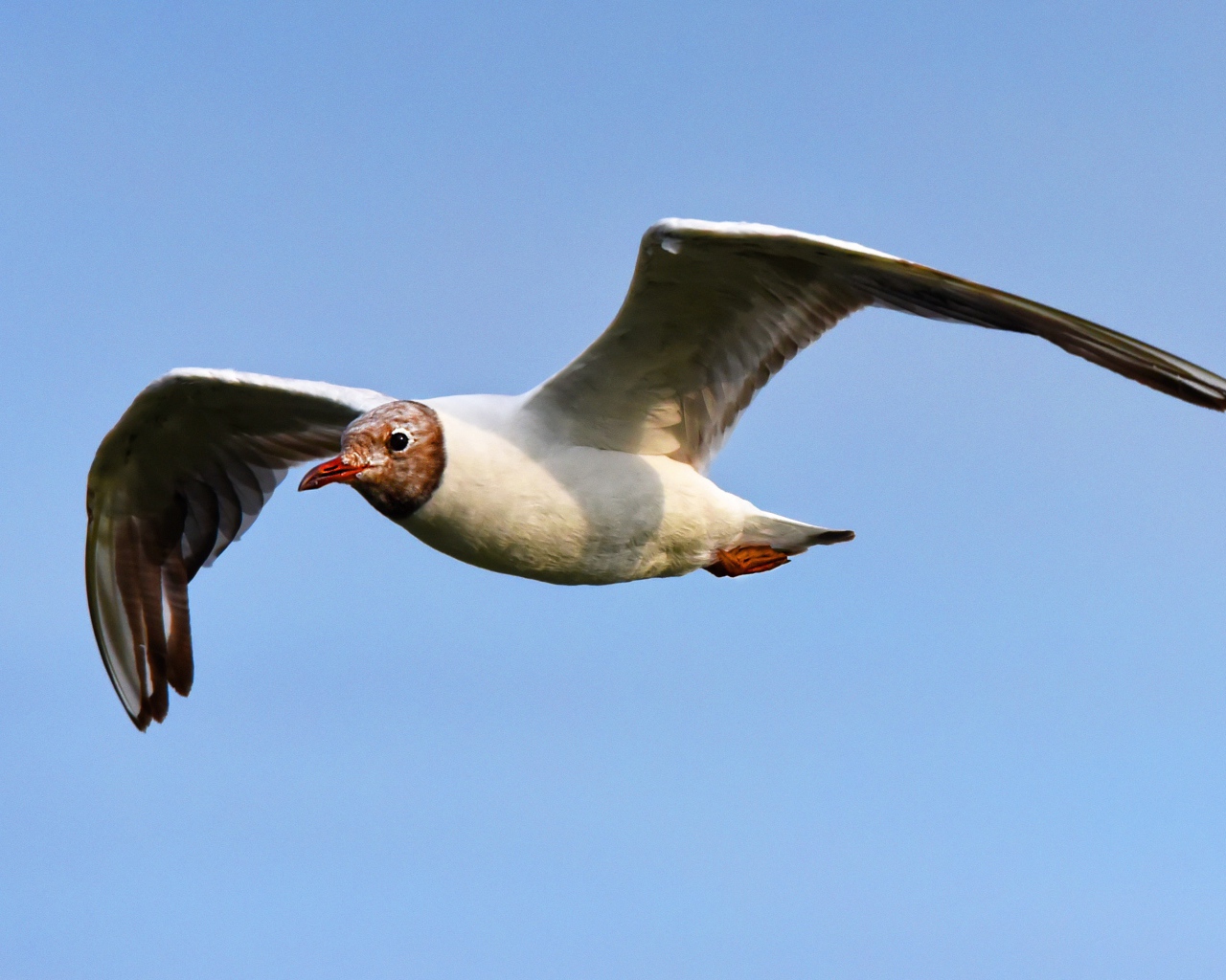 Чайка с длинными крыльями летит в небе