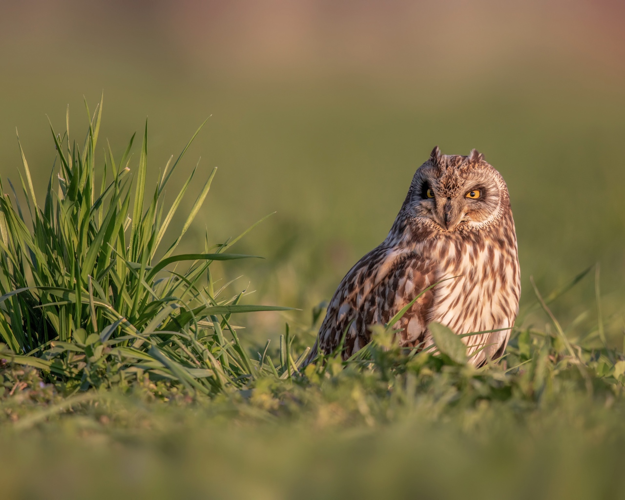 Серьезная сова сидит в зеленой траве