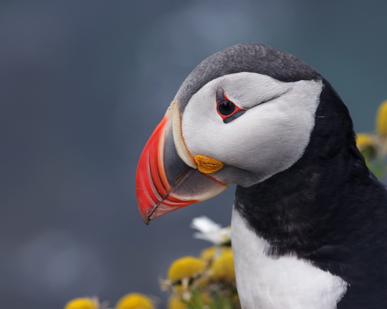 Острый клюв птицы тупик на сером фоне 
