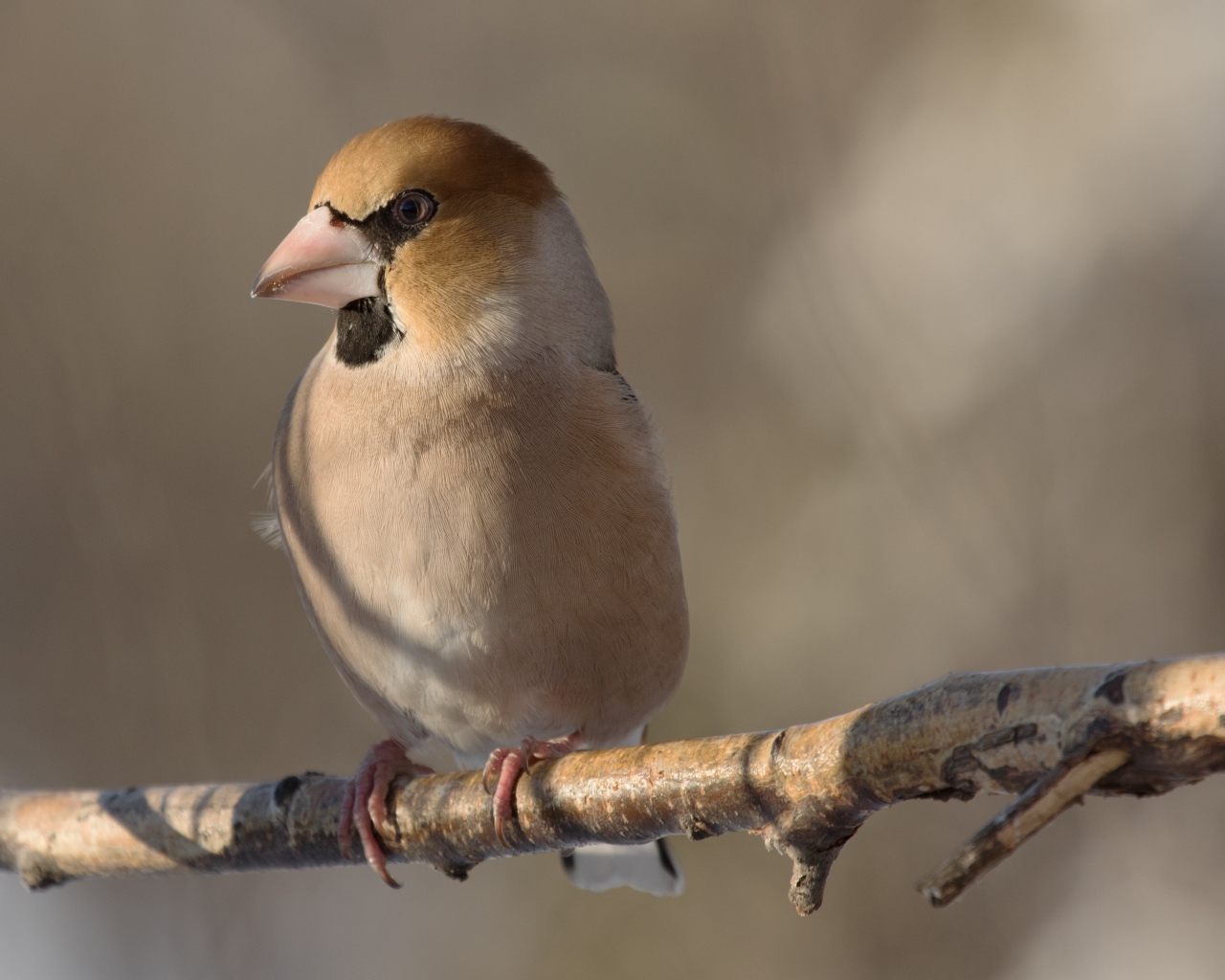 Маленькая птица дубонос сидит на ветке дерева