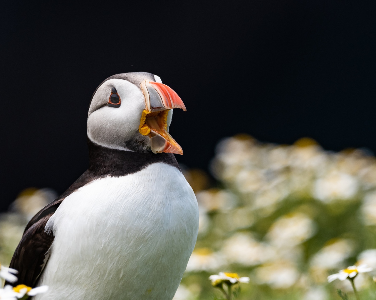 Маленький тупик с открытым клювом