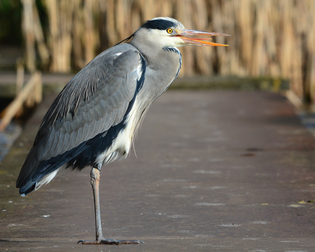 Серая цапля стоит на одной ноге