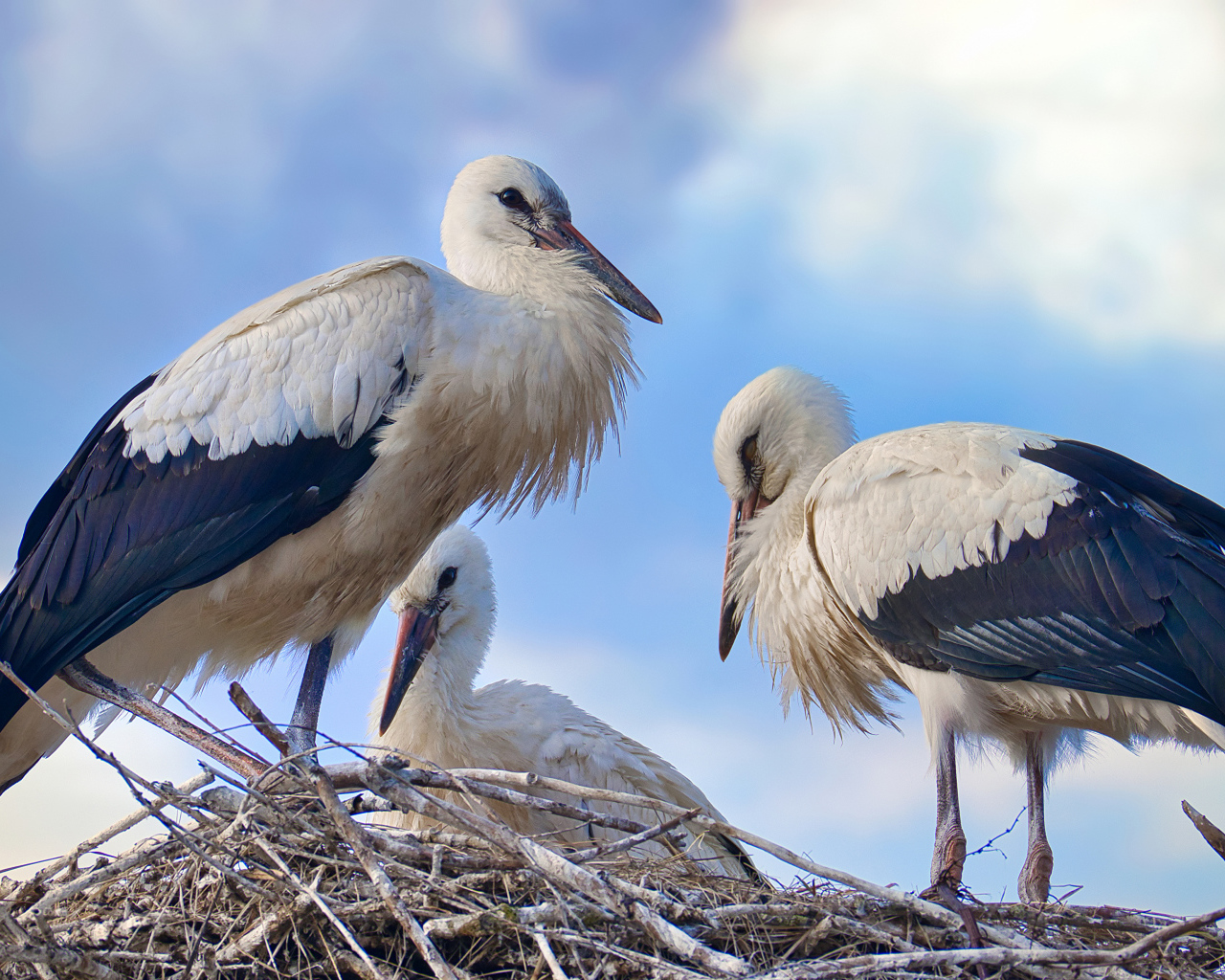 Три красивых аиста в гнезде 