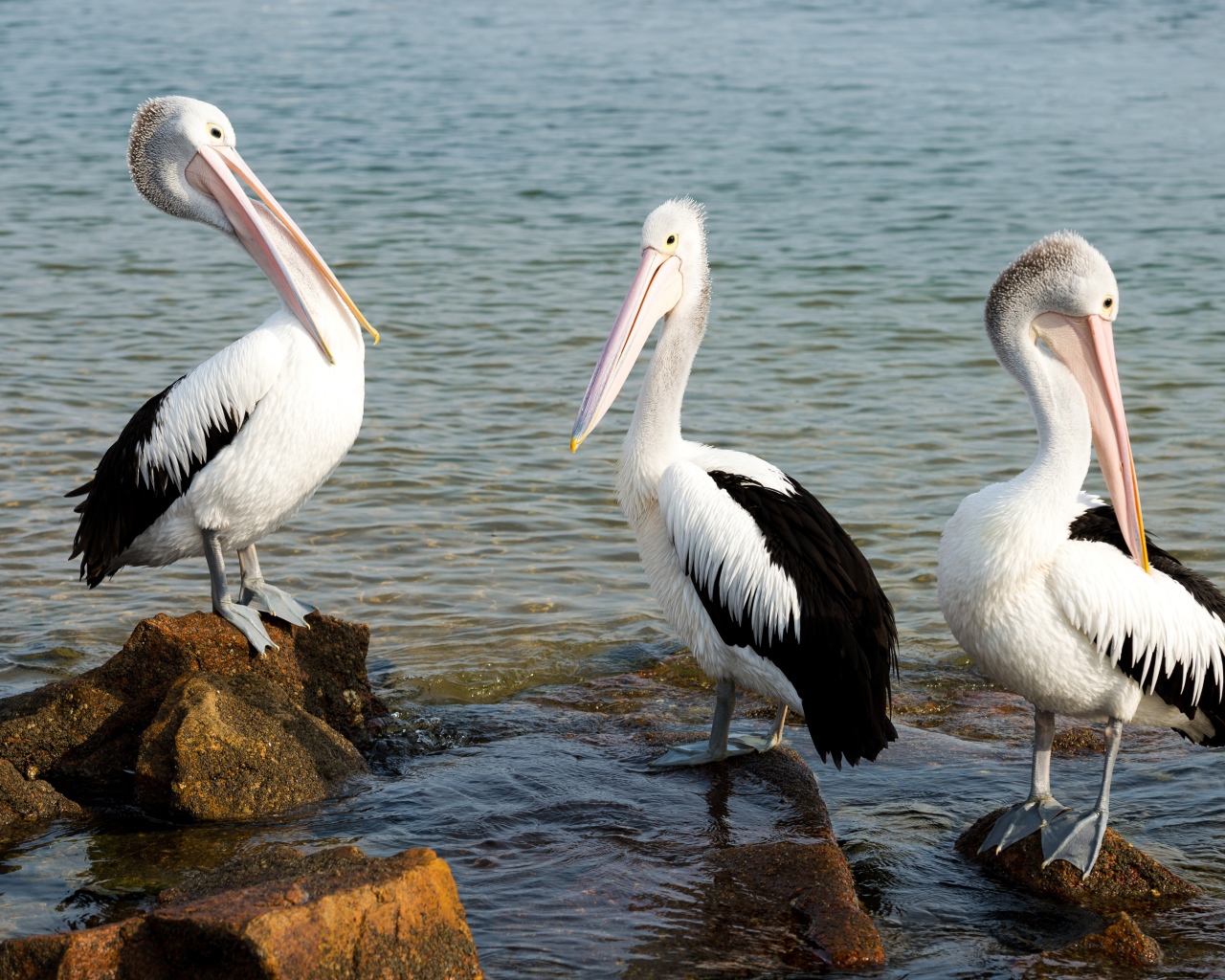 Три пеликана стоят на камнях в воде 