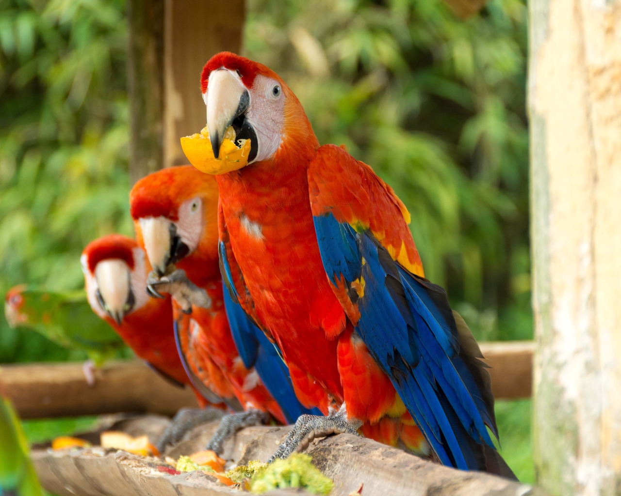 Три красных попугая ара сидит на ветке