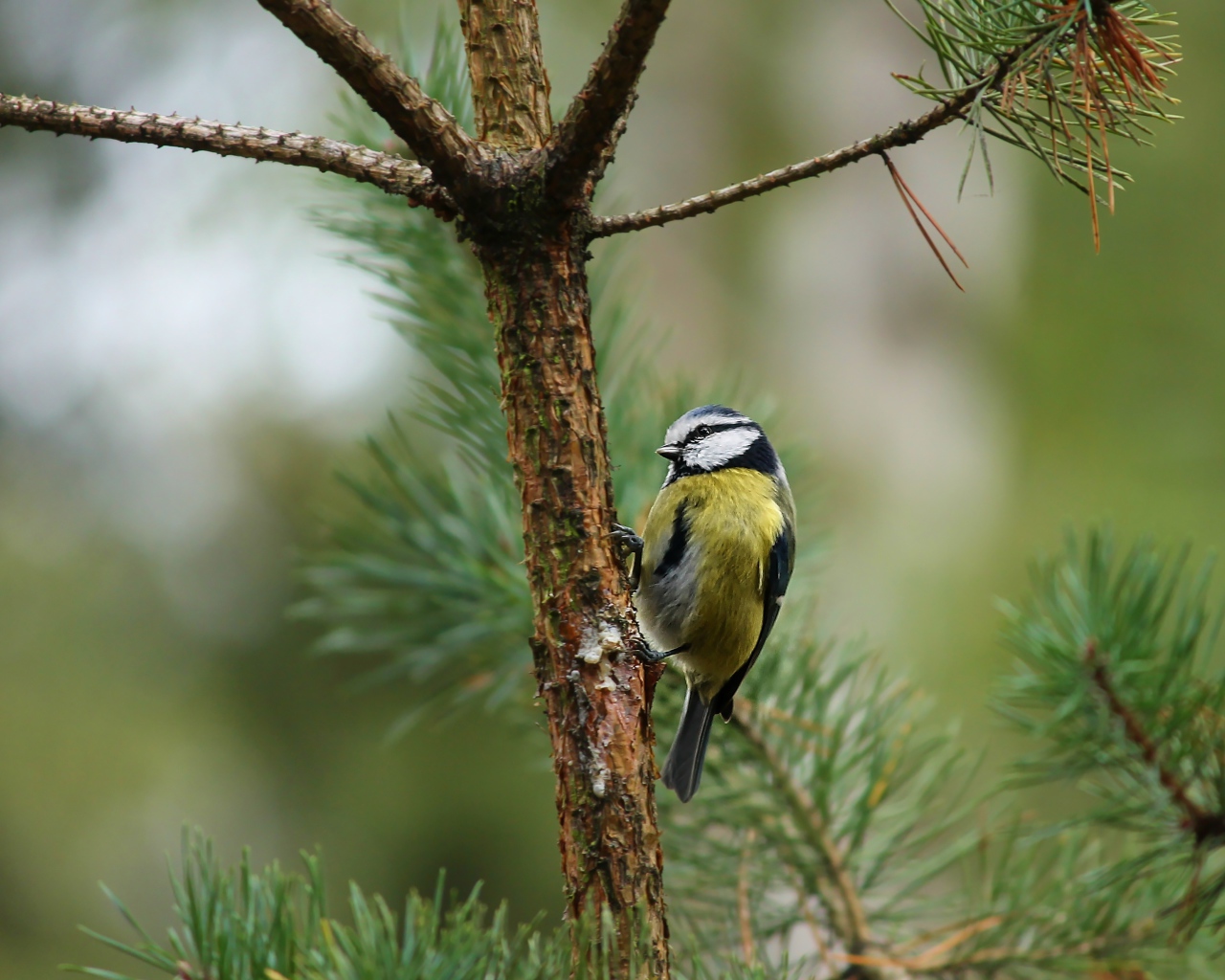 Синичка сидит на ветке сосны