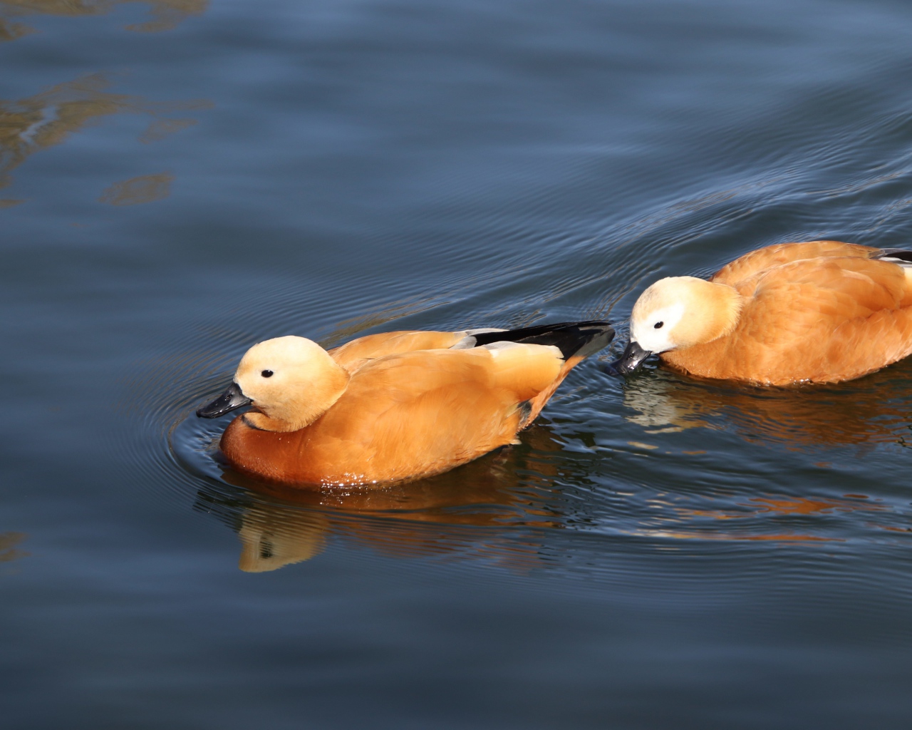 Две коричневые утки плавают в воде 