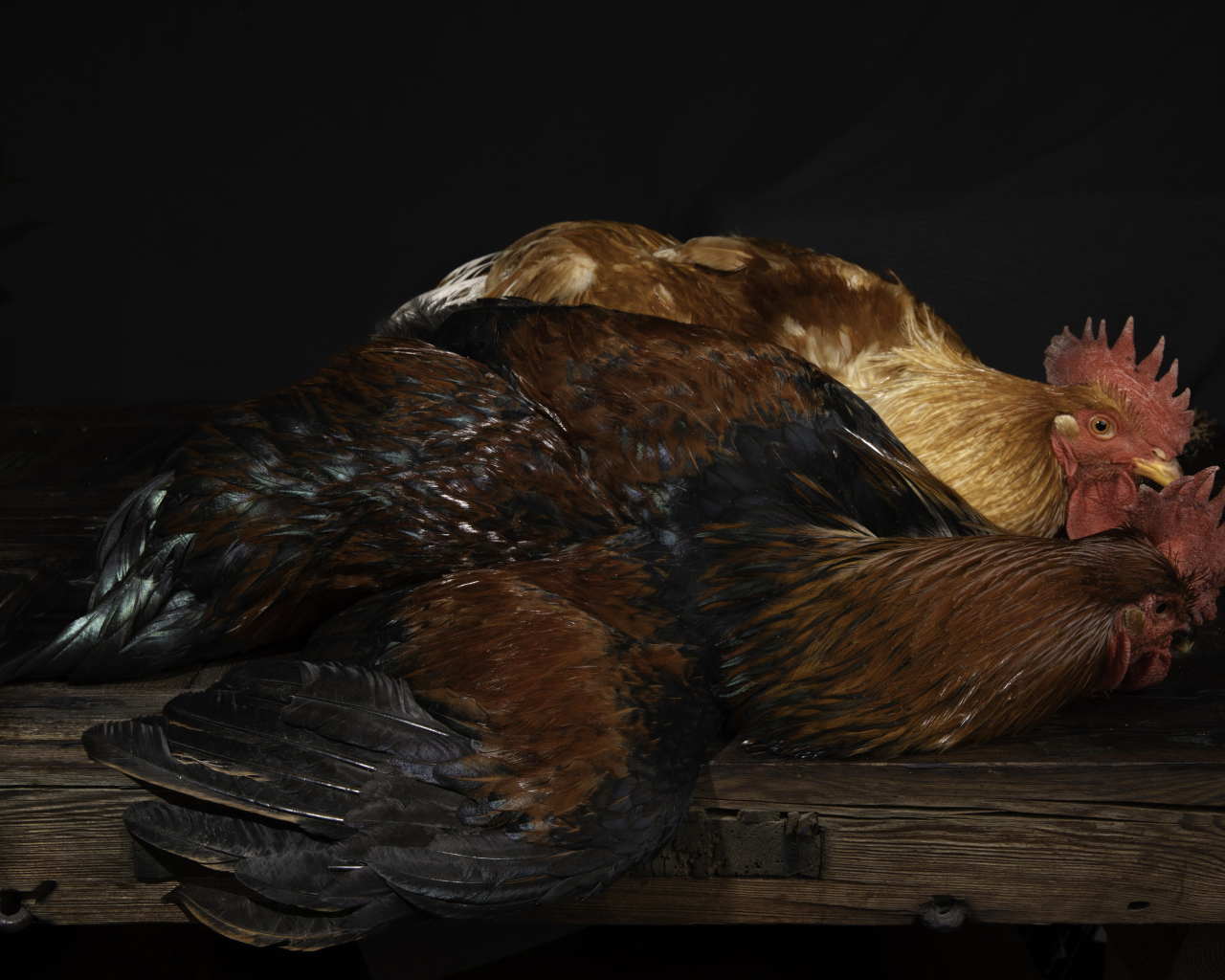 Два коричневых петуха на столе 
