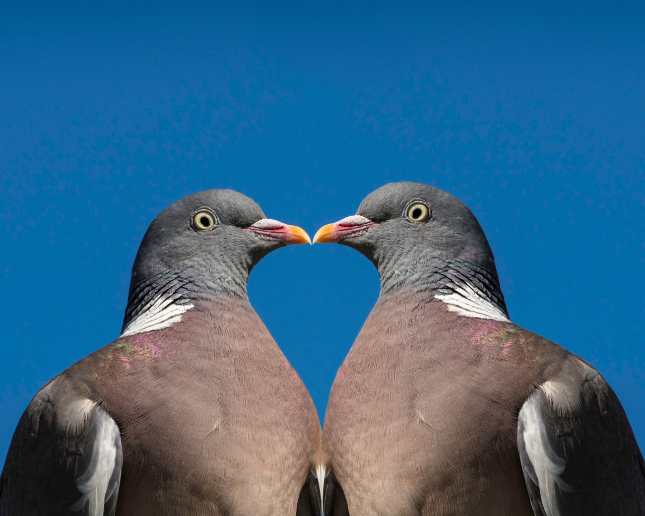 Два серых голубя на голубом фоне