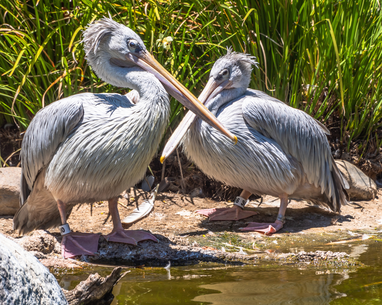 Два больших серых пеликана у воды 