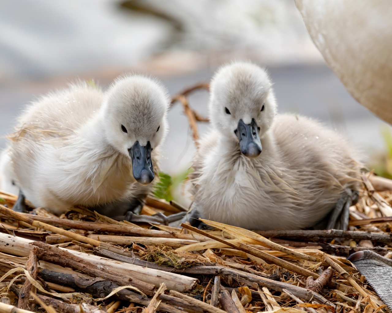 Два маленьких лебедя в гнезде 