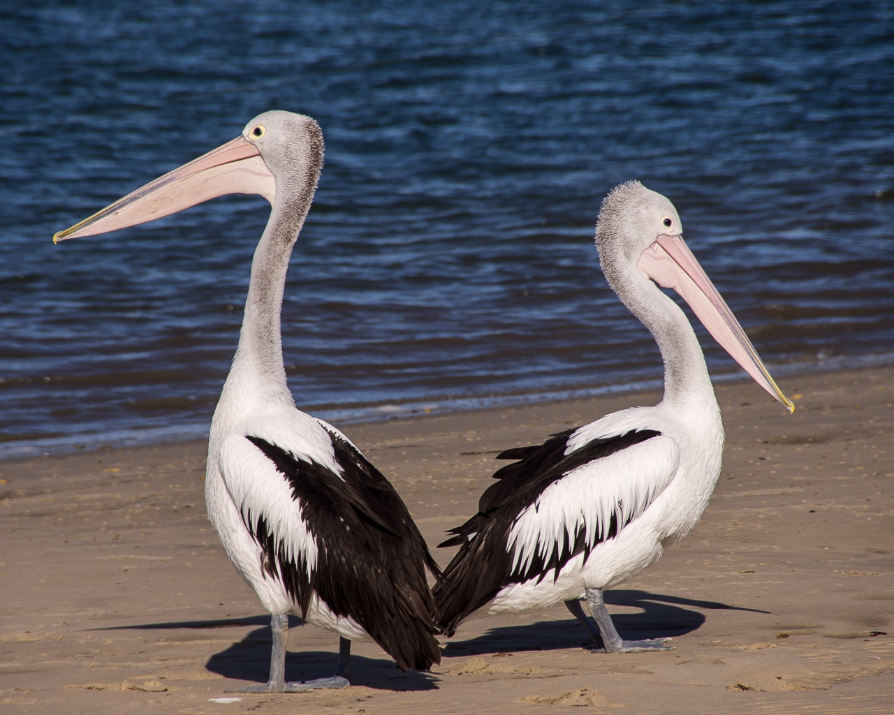 Два пеликана стоят на мокром песке у моря