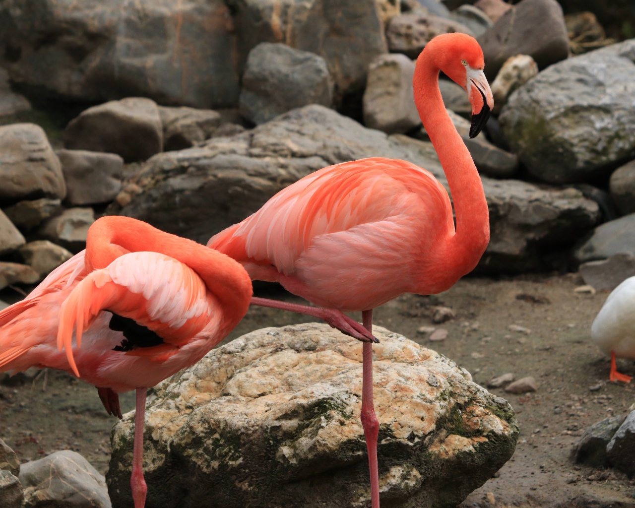 Два розовых фламинго в зоопарке у камней