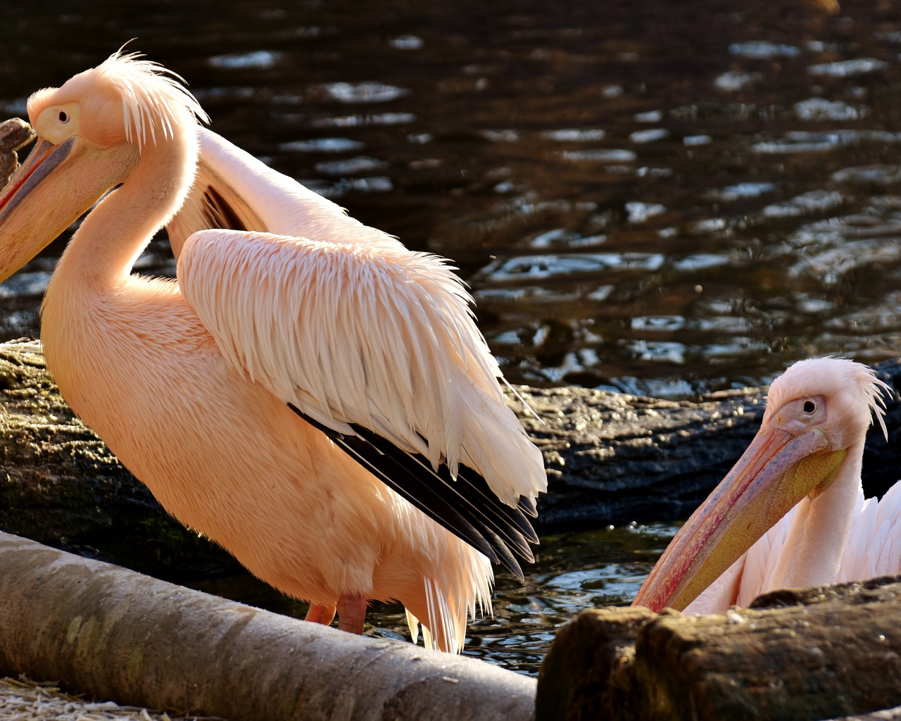 Два розовых пеликана у воды