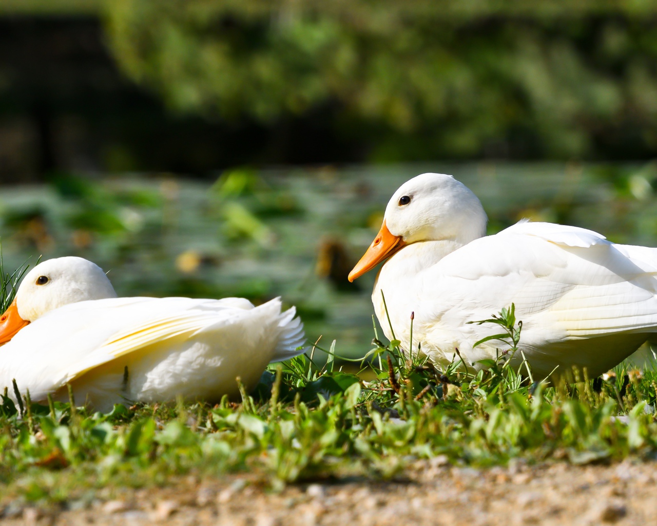 Две белые утки сидят на зеленой траве
