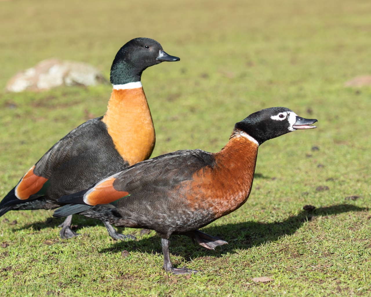 Две дикие утки на зеленой траве