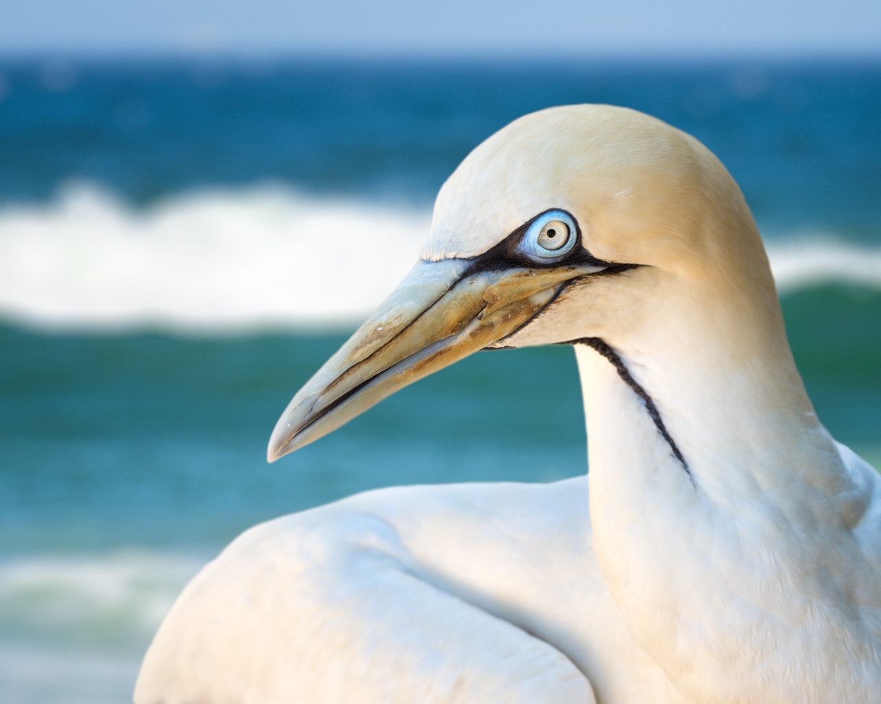 Белая капская олуша крупным планом