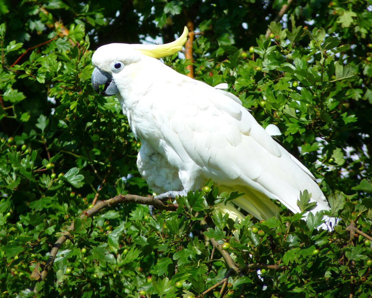 Белый какаду сидит на ветке дерева 