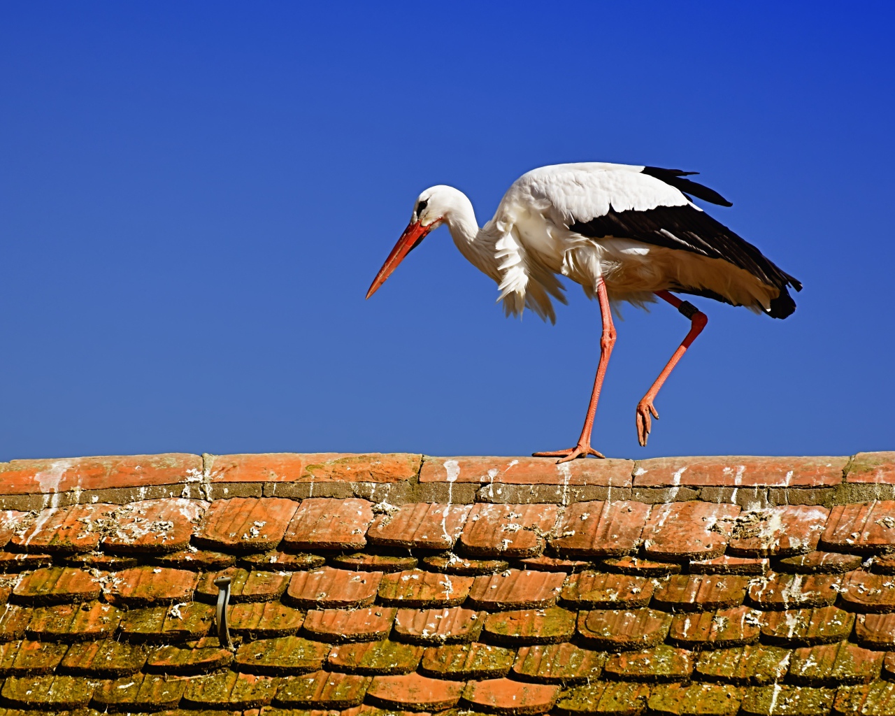 Белый аист гуляет по крыше 