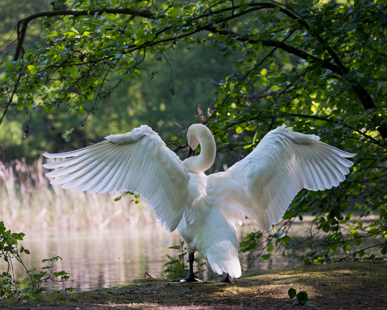 Белый лебедь расправил крылья у пруда