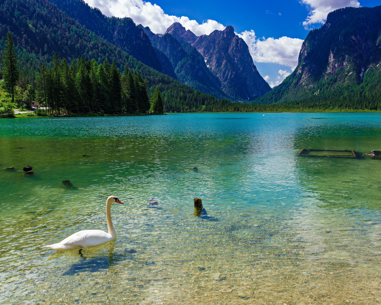 Белый лебедь плавает в горном озере