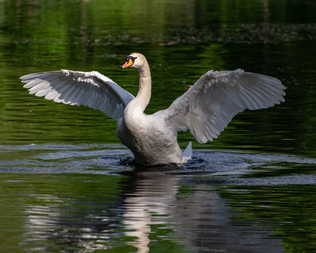 Белый лебедь взлетает с воды 