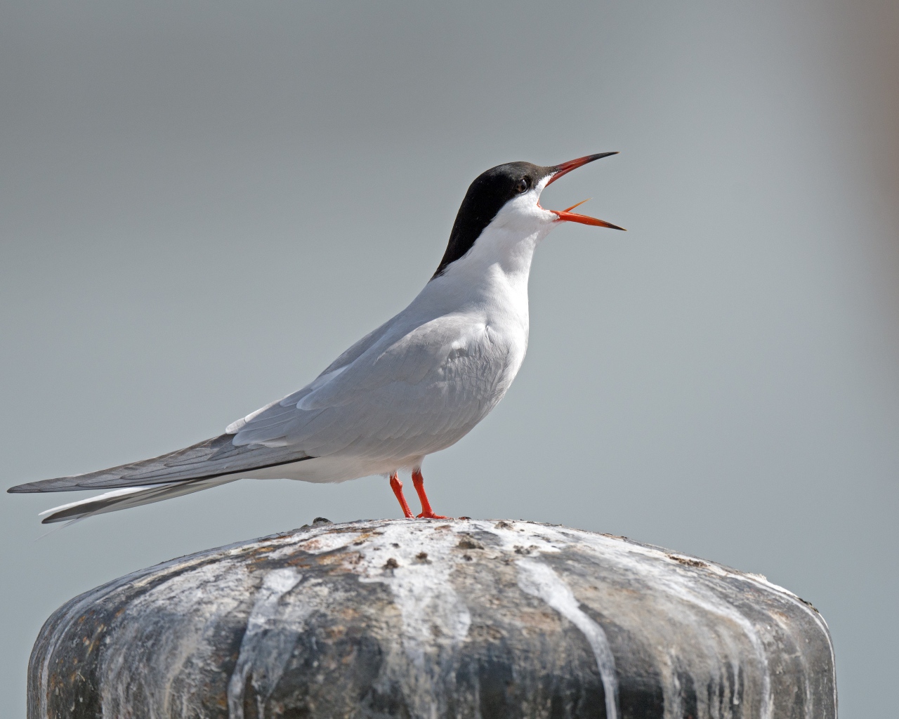 Белая крачка с открытым клювом на камне
