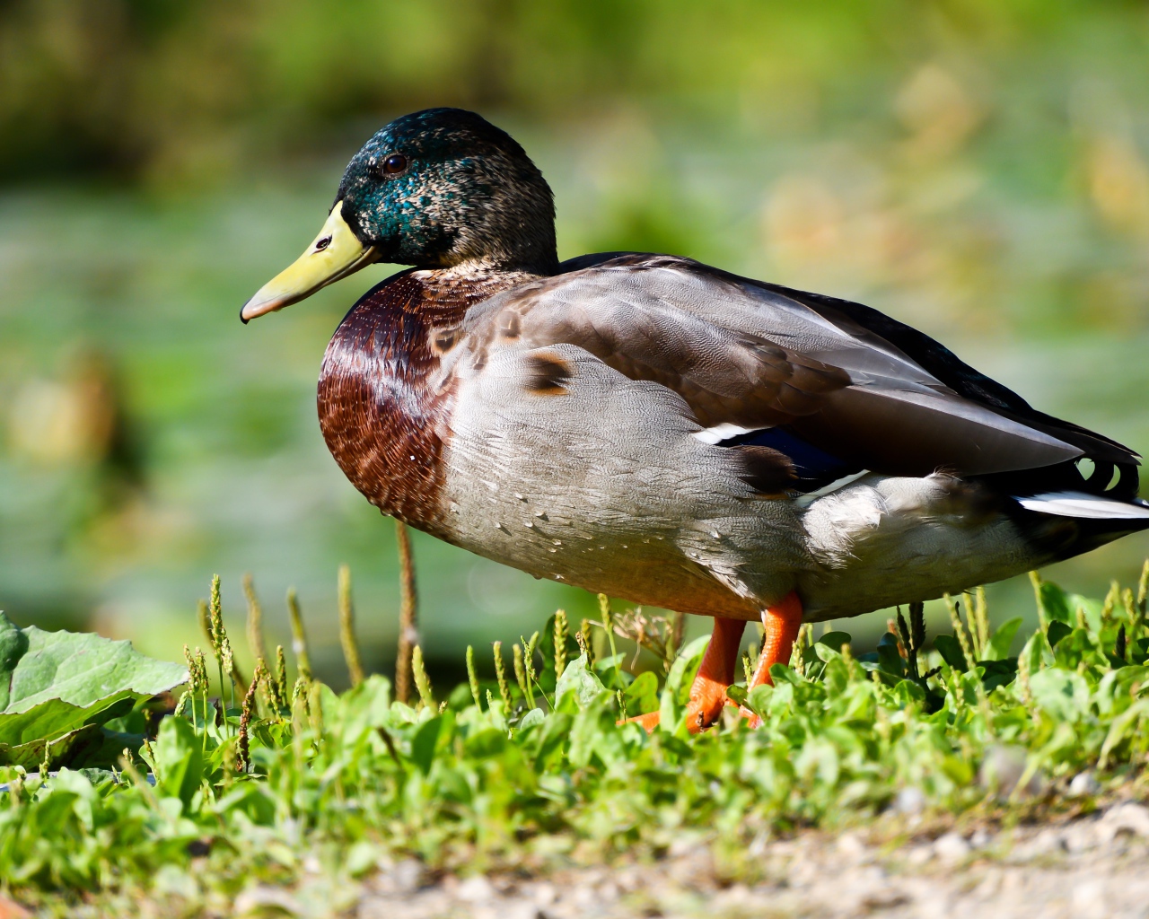 Дикий селезень на траве в лучах солнца