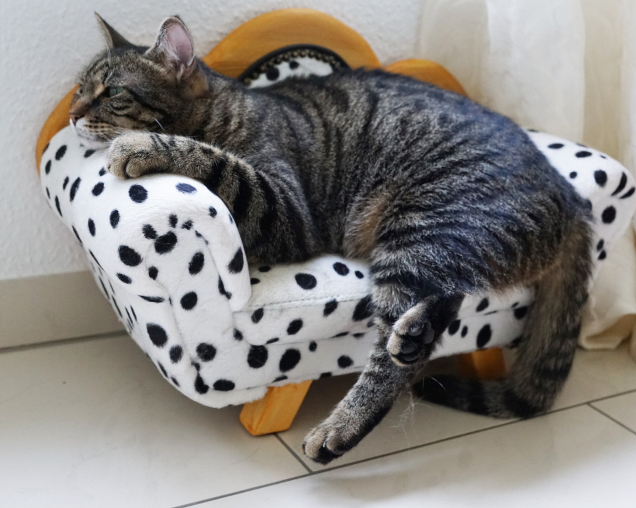 Серый домашний кот спит на кресле 