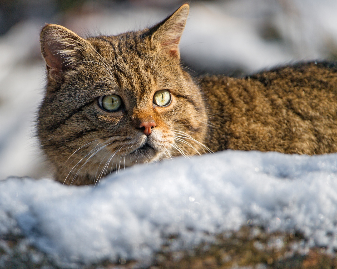 Испуганный кот лежит на снегу