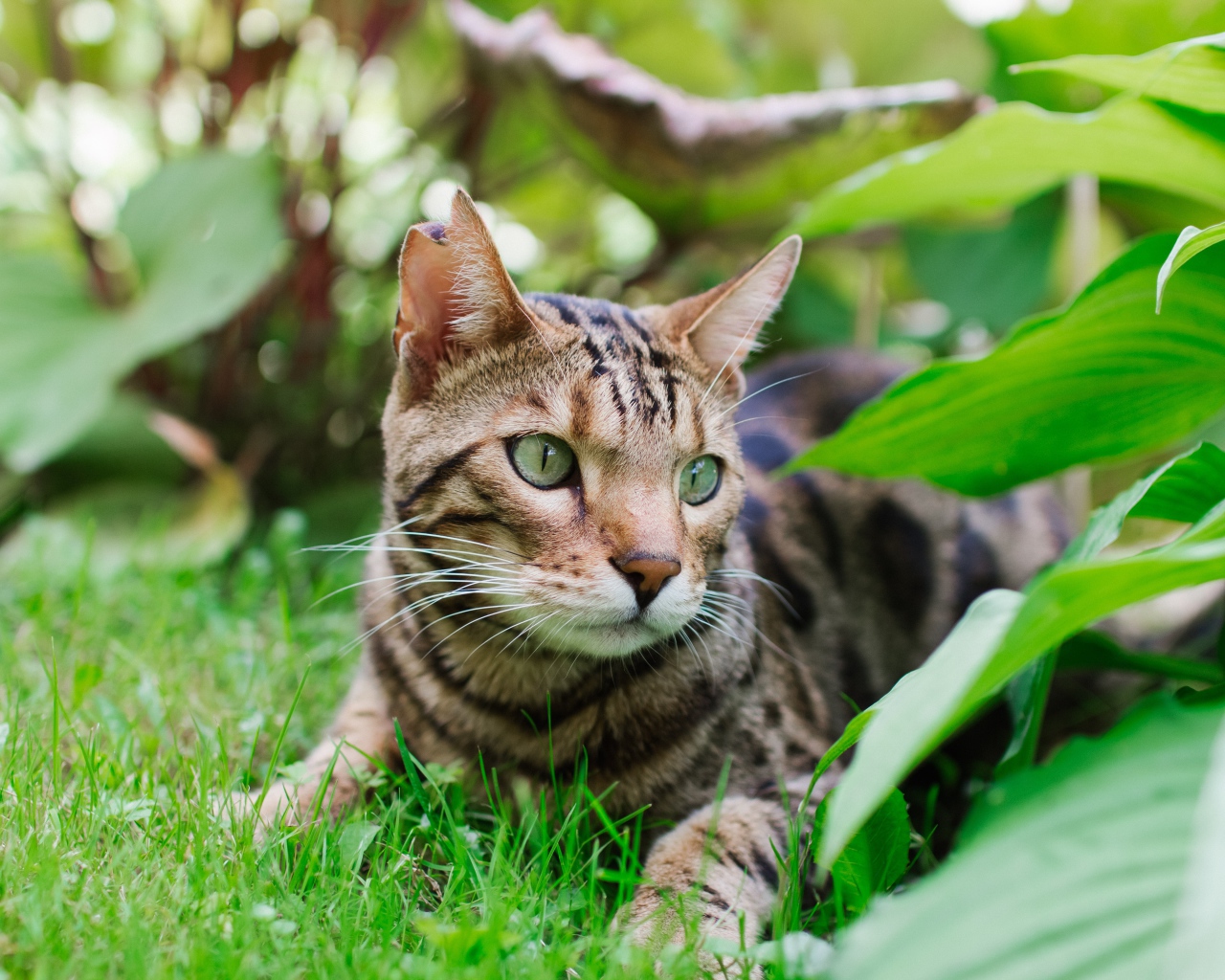 Красивая бенгальская кошка лежит на траве 