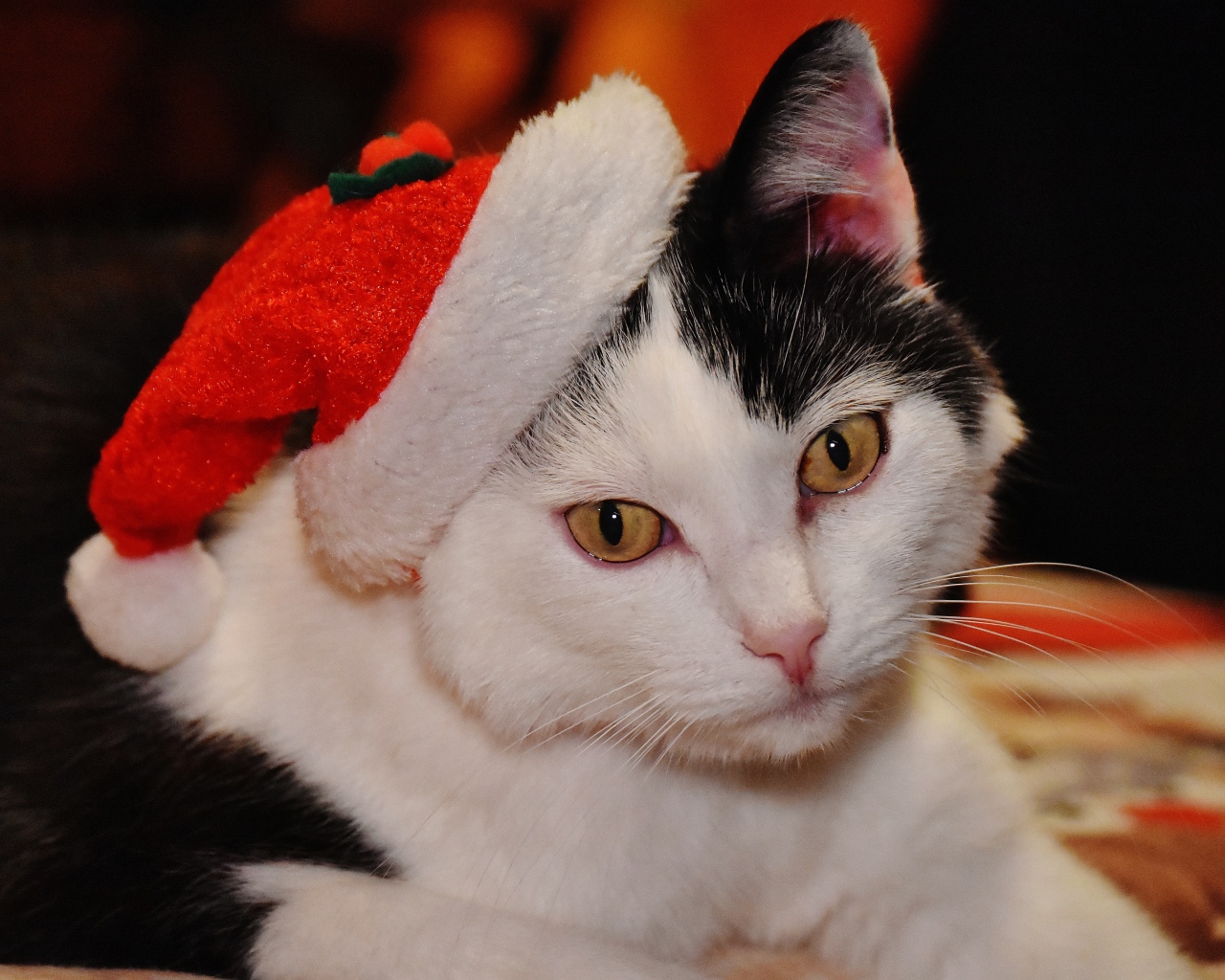 Красивый черно-белый кот в новогодней шапке