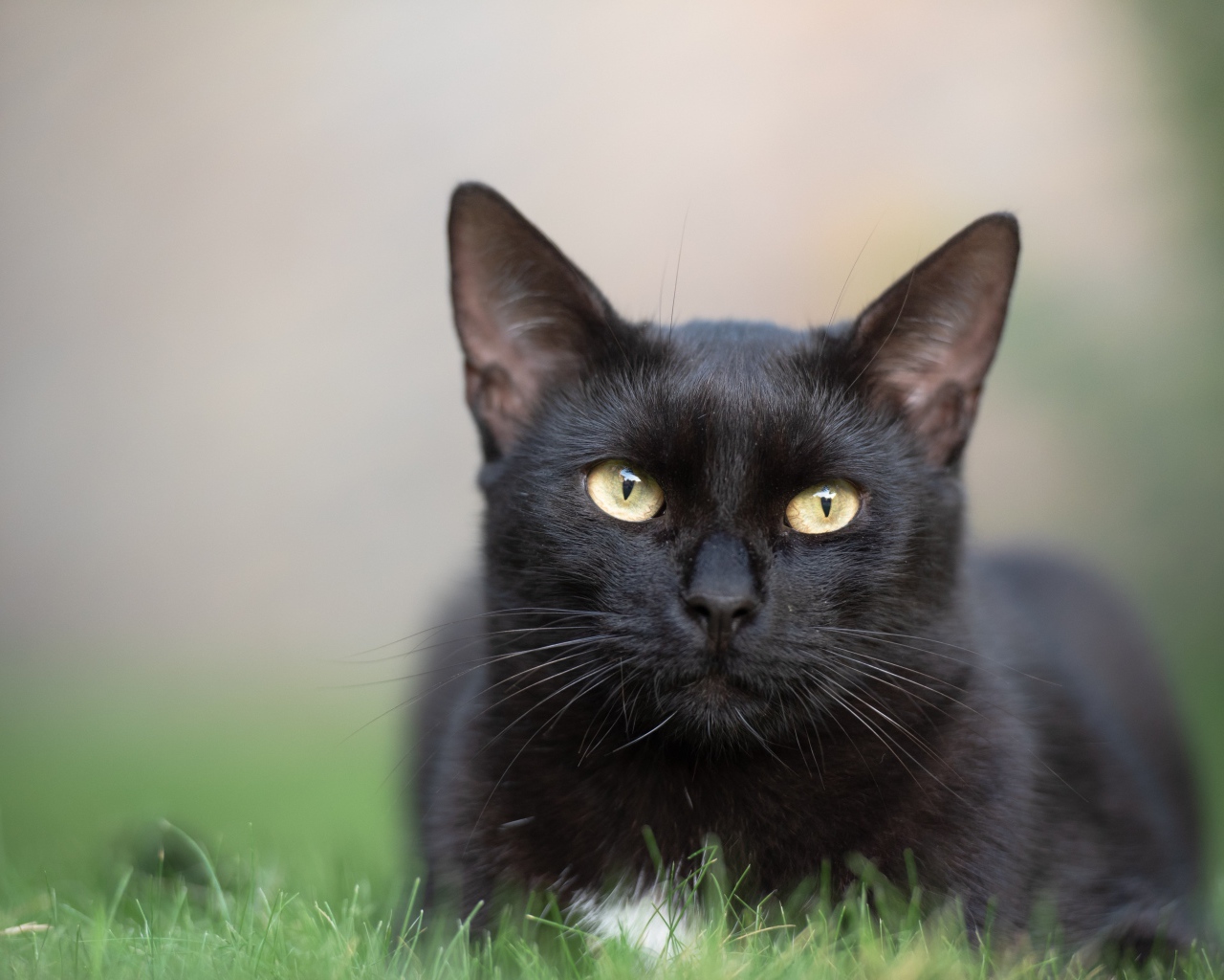 Красивый черный кот лежит на зеленой траве 