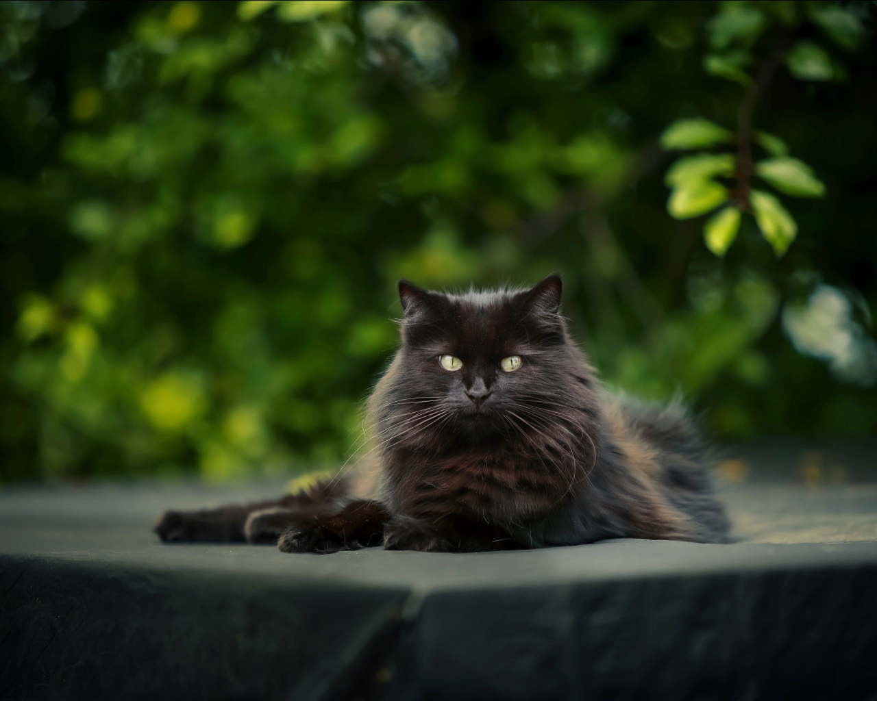 Красивый черный кот лежит на столе 