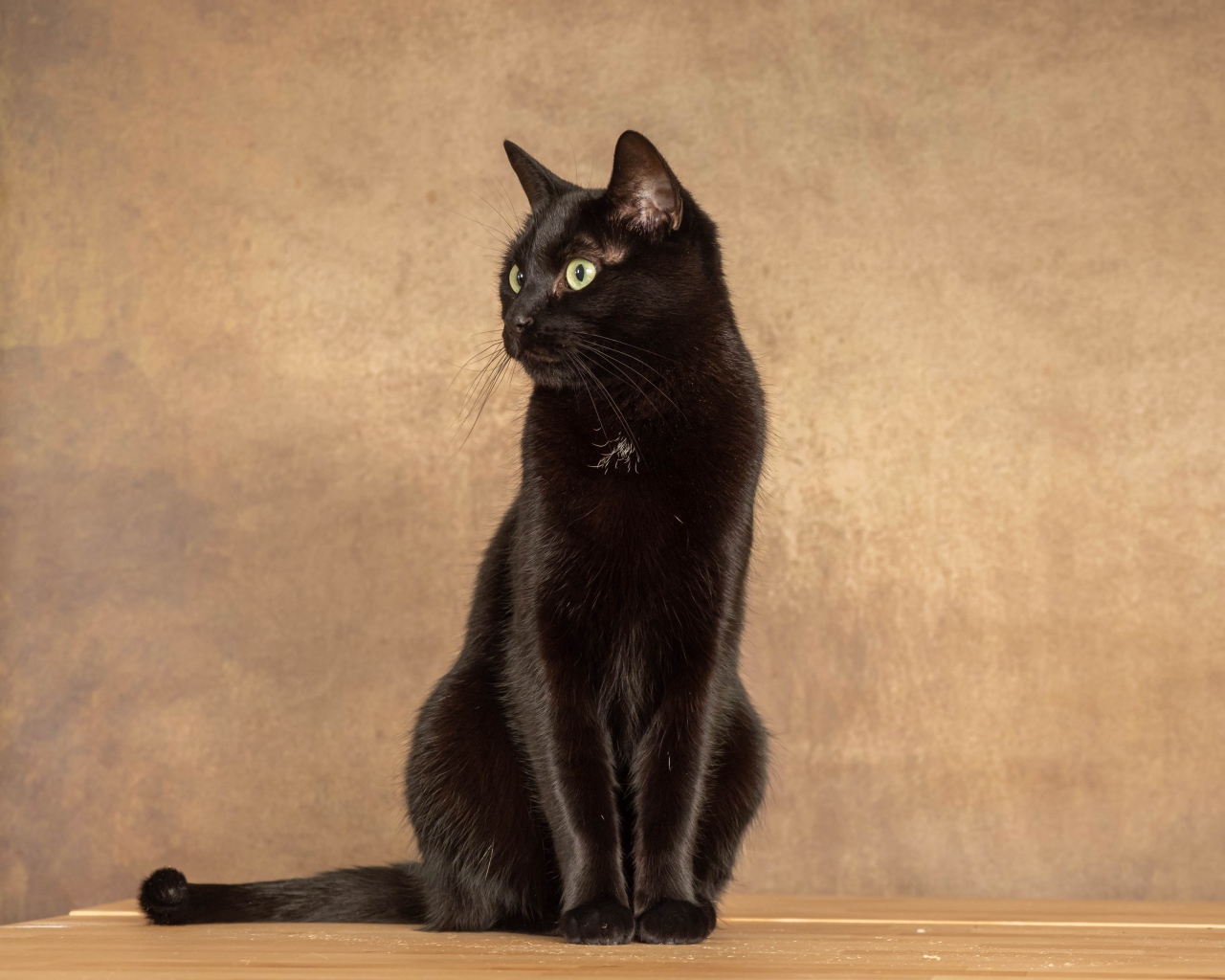 Красивый черный кот на фоне коричневой стены 